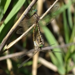 Hemicordulia australiae at Paddys River, ACT - 19 Feb 2019