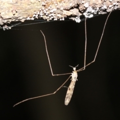 Geranomyia sp. (genus) (A limoniid crane fly) at Rosedale, NSW - 14 Feb 2019 by jb2602