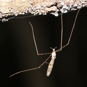 Geranomyia sp. (genus) at Rosedale, NSW - 14 Feb 2019