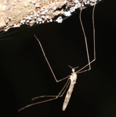 Geranomyia sp. (genus) at Rosedale, NSW - 14 Feb 2019 08:18 PM