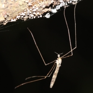 Geranomyia sp. (genus) at Rosedale, NSW - 14 Feb 2019 08:18 PM