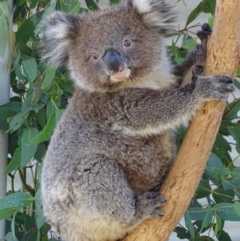 Phascolarctos cinereus (Koala) at Tidbinbilla Nature Reserve - 19 Feb 2019 by roymcd