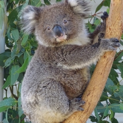 Phascolarctos cinereus (Koala) at Paddys River, ACT - 19 Feb 2019 by roymcd