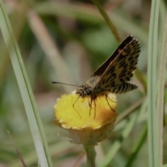 Hesperilla munionga (Alpine Sedge-Skipper) at Namadgi National Park - 20 Feb 2019 by DPRees125