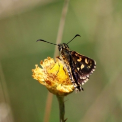 Hesperilla munionga at Paddys River, ACT - 20 Feb 2019 10:30 PM