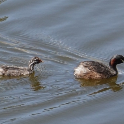 Tachybaptus novaehollandiae (Australasian Grebe) at Federal Golf Course - 20 Feb 2019 by JackyF