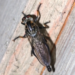 Ommatius sp. at Rosedale, NSW - 15 Feb 2019