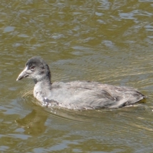 Fulica atra at Red Hill, ACT - 20 Feb 2019