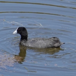 Fulica atra at Red Hill, ACT - 20 Feb 2019