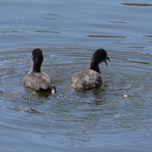 Fulica atra at Red Hill, ACT - 20 Feb 2019