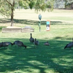 Chenonetta jubata (Australian Wood Duck) at Federal Golf Course - 20 Feb 2019 by JackyF