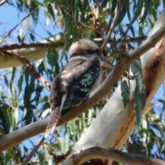 Dacelo novaeguineae (Laughing Kookaburra) at Hughes, ACT - 20 Feb 2019 by JackyF