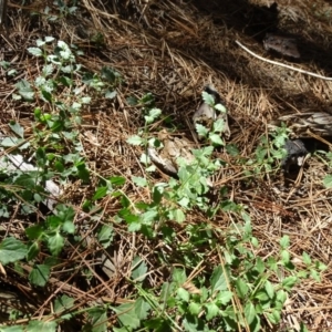Scutellaria humilis at Jerrabomberra, ACT - 20 Feb 2019
