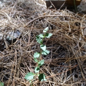 Scutellaria humilis at Jerrabomberra, ACT - 20 Feb 2019 11:59 AM