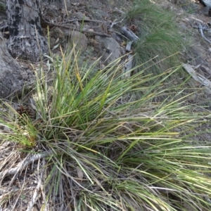 Lomandra longifolia at Jerrabomberra, ACT - 20 Feb 2019
