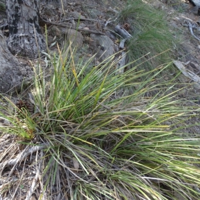 Lomandra longifolia (Spiny-headed Mat-rush, Honey Reed) at Isaacs Ridge and Nearby - 20 Feb 2019 by Mike