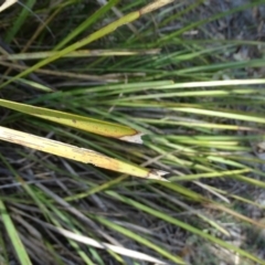 Lomandra longifolia at Jerrabomberra, ACT - 20 Feb 2019