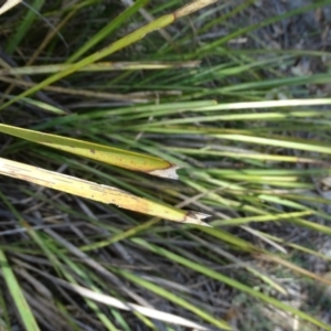 Lomandra longifolia at Jerrabomberra, ACT - 20 Feb 2019 12:09 PM