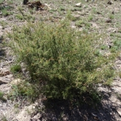 Acacia ulicifolia (Prickly Moses) at Jerrabomberra, ACT - 20 Feb 2019 by Mike