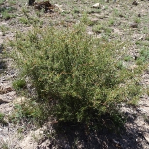 Acacia ulicifolia at Jerrabomberra, ACT - 20 Feb 2019