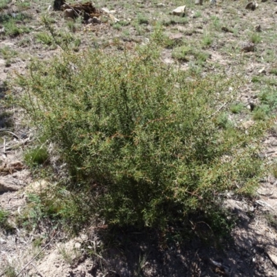 Acacia ulicifolia (Prickly Moses) at Jerrabomberra, ACT - 20 Feb 2019 by Mike