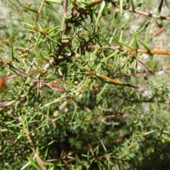 Acacia ulicifolia at Jerrabomberra, ACT - 20 Feb 2019