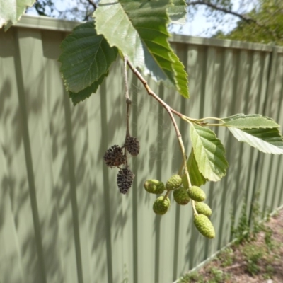 Alnus glutinosa (Black Alder) at Isaacs, ACT - 18 Feb 2019 by Mike