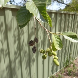 Alnus glutinosa at Isaacs, ACT - 18 Feb 2019