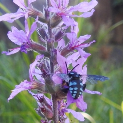 Thyreus caeruleopunctatus (Chequered cuckoo bee) at ANBG - 19 Feb 2019 by HelenCross