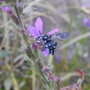 Thyreus caeruleopunctatus at Acton, ACT - 19 Feb 2019