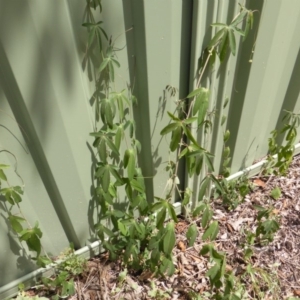 Passiflora caerulea at Isaacs, ACT - 18 Feb 2019