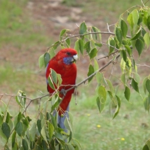 Platycercus elegans at Isaacs, ACT - 18 Feb 2019 09:31 AM