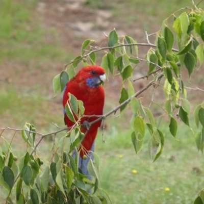 Platycercus elegans (Crimson Rosella) at Isaacs, ACT - 17 Feb 2019 by Mike