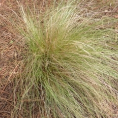 Nassella trichotoma (Serrated Tussock) at Isaacs Ridge and Nearby - 17 Feb 2019 by Mike