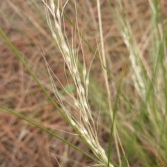 Nassella trichotoma at Isaacs, ACT - 18 Feb 2019 09:37 AM