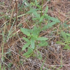 Senecio (genus) (A Fireweed) at Isaacs, ACT - 18 Feb 2019 by Mike
