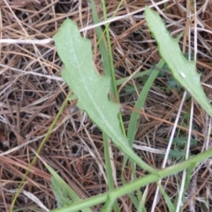 Senecio sp. at Isaacs, ACT - 18 Feb 2019