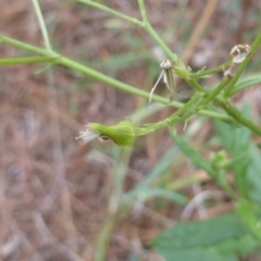 Senecio sp. at Isaacs, ACT - 18 Feb 2019 09:40 AM