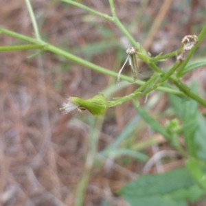 Senecio sp. at Isaacs, ACT - 18 Feb 2019