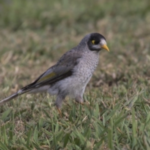 Manorina melanocephala at Acton, ACT - 19 Feb 2019