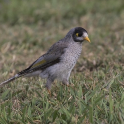 Manorina melanocephala (Noisy Miner) at Acton, ACT - 19 Feb 2019 by AlisonMilton