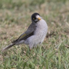 Manorina melanocephala at Acton, ACT - 19 Feb 2019