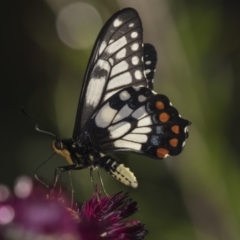 Papilio anactus (Dainty Swallowtail) at Acton, ACT - 19 Feb 2019 by Alison Milton