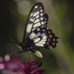 Papilio anactus (Dainty Swallowtail) at Acton, ACT - 19 Feb 2019 by AlisonMilton