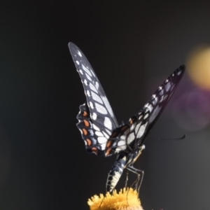 Papilio anactus at Acton, ACT - 19 Feb 2019