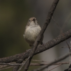 Acanthiza reguloides (Buff-rumped Thornbill) at Acton, ACT - 18 Feb 2019 by Alison Milton