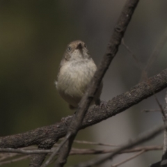 Acanthiza reguloides (Buff-rumped Thornbill) at Acton, ACT - 19 Feb 2019 by AlisonMilton