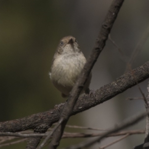 Acanthiza reguloides at Acton, ACT - 19 Feb 2019 08:28 AM