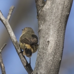 Acanthiza reguloides at Acton, ACT - 19 Feb 2019 08:28 AM