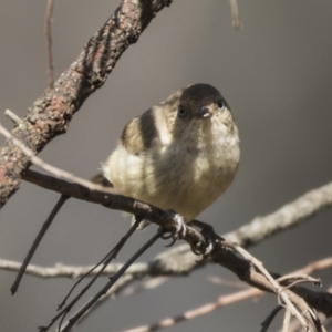 Acanthiza reguloides at Acton, ACT - 19 Feb 2019 08:28 AM